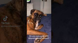 Tell me your experience w idiopathic head tremors in your dog idiopathicheadtremors [upl. by Aremahs966]