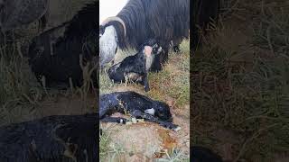 video wheat wheatcrop explore agricuture wheatfield nature wheatfields 🐐🐐 [upl. by Guthry]