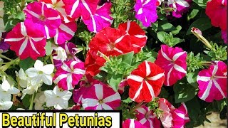 Petunias  How to Plant Grow and Care for Petunias [upl. by Ynahirb]