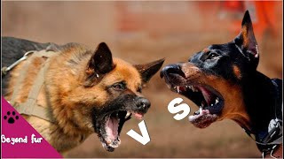 German Shepherd vs DobermanFight Comparison [upl. by Ihn660]