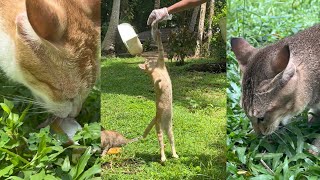 Cats eating raw fish  Kittens eating fish  pusa tales  feeding cats [upl. by Junie]