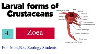 Part4 Larval forms of CrustaceaZoea For Msc Bsc Zoology Students [upl. by Ahsoek]