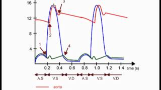 Cardiac cycle graph explained  Year 13 revision [upl. by Karilynn]