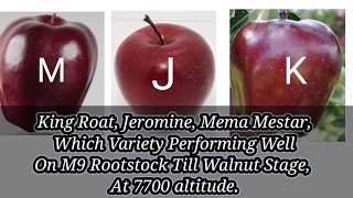 King Roat Jeromine Mema Mestar Which Variety Performing Well On M9 Rootstock Till Walnut Stage [upl. by Nadler]