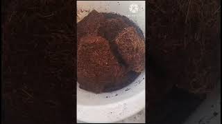 Cocopeat Preparation For Plants Soilmix shortsfeed shorts youtubeshorts cocopeat [upl. by Chere355]