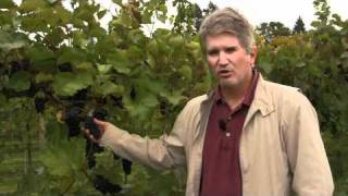 Knowing When to Harvest Your Grapes [upl. by Elbas]