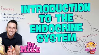 Introduction to the Endocrine System [upl. by Ardnassela]