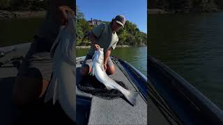 Striped bass beatdown stripedbass bassfishing tennessee [upl. by Elleirbag]