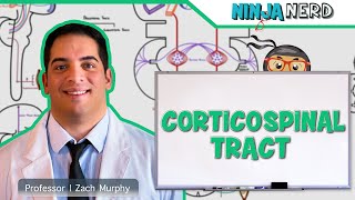 Neurology  Descending Tracts Corticospinal Tract [upl. by Joshua]