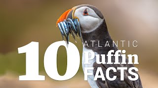 10 Atlantic puffin facts [upl. by Ihcehcu]