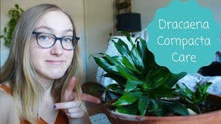 How To Care For A Dracaena Compacta [upl. by Llehcar]