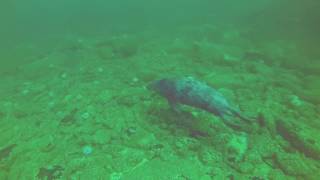 Scuba Ts Diving at the Farne Islands With The Seals [upl. by Rubinstein]