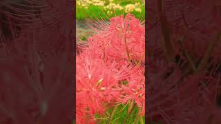 Spider lily Flowersfyp foryou flowers [upl. by Eirac]