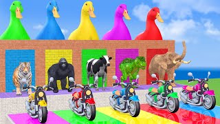 5 Giant Duck Cow Elephant Tiger Gorilla Dinosaur Sheep Transfiguration funny animal 2023 [upl. by Asirrak]