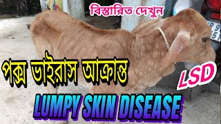 Lumpy Skin Disease LSD Pox Virus Infection Cow  Nodule Lumpy Skin of Cattle  Cow Pox গরুর পক্স [upl. by Asabi284]