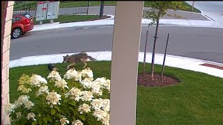 ON CAMERA Coyote attacks little dog out on walk with young owner [upl. by Jeremy]