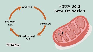 Beta Oxidation Song [upl. by Aip]