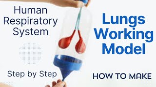 DIY Lungs working model  Human Respiratory system [upl. by Naman352]