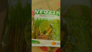 Atrazine upliftingtrance herbicida neozi chemistry [upl. by Bertelli183]