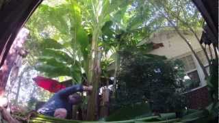 Winterizing Banana Trees in Tennessee [upl. by Roshelle]