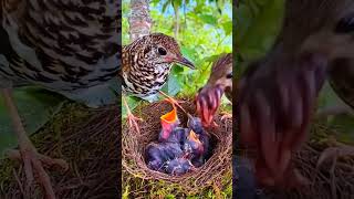 Des parents oiseaux trop mignon 🤩 [upl. by Alil]