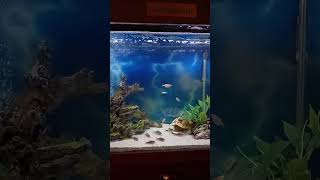 Fluval Shaker 252L 665g Setup [upl. by Aisital]