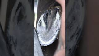 Rasping TIME shorts farrier satisfying asmr [upl. by Silber]