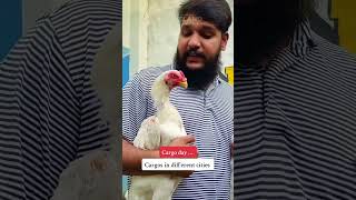 foryou hopeland birds shortsvideo pets [upl. by Marx]