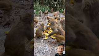 Monkey funnymonkey 😂😂 sceneshortvideo shorts [upl. by Potts]