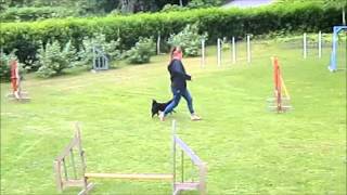 Grazia is training agility [upl. by Moffit]