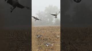 New York was too cool Full Video out now gowatch midwestflyways goosehunting gooseseason [upl. by Hcirdla718]