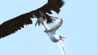 Sea Birds Battle In The Air For Fish  Life  BBC Earth [upl. by Alledi]