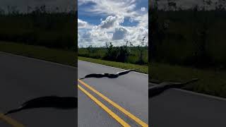 🐍 Hallan una enorme pitón en medio de una carretera de Florida [upl. by Oregolac]