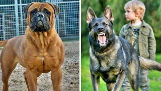 TOP 10 MELHORES RAÇAS DE CÃES DE GUARDA [upl. by Yspyg]