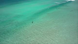 Bronze Whaler Shark cruising in the surf zone at Buffalo Bay [upl. by Eberhard]