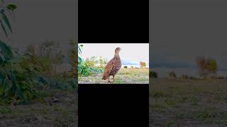 Gray francolin voice [upl. by Arytas]