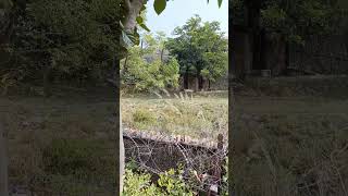 Jaipur Zoological park viralvideo zoology [upl. by Mert]