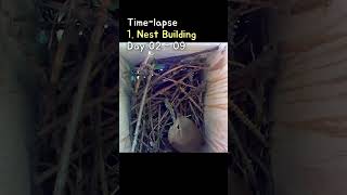 Time Lapse 1 Nest Building at Wrens Nest  집굴뚝새의 둥지짓기 타임랩스 [upl. by Akoek]