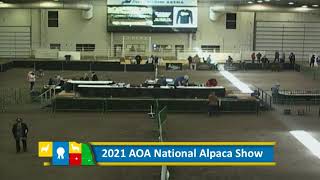 2021 AOA National Alpaca Show  Day 1 Part 2 [upl. by Cassey]