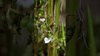 How to Grow Cardamom from Seeds at Home plants shorts farming [upl. by Teerprug]