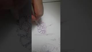 Learn to draw Spleen histology diagram  Microscopic Anatomy [upl. by Siraj]