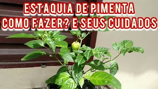 COMO FAZER ESTAQUIA DE PIMENTA Enraizada E SEUS CUIDADOS [upl. by Macilroy675]