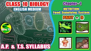 Nutrition – Food Supplying System Part9  Mechanism of PhotosynthesisPhase1Light Reactions [upl. by Radke964]