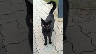 Junge Schwarze Katze oder neugieriger Schwarzer Kater am Bahnhof im Nebel Grauen [upl. by Libys]