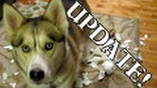 Bad Dog Wanted SNOW Shelby Siberian Husky Guilty Dog Animal Planet [upl. by Lohner]