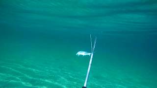 346 Mullet Spearfishing  Pole Spear in the Mediterranean [upl. by Suoivatnom299]