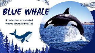 Blue Whale Cartoon  Blue Whale  Cartoon  Education About Blue Whale [upl. by Annohsat592]