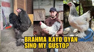 BRAHMA KYO DYAN SINO MY GUSTO [upl. by Merceer987]