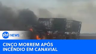 Incêndio em canavial mata cinco trabalhadores em São Simão GO  SBT News [upl. by Earissed760]