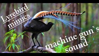 Lyrebird mimics  machine gun sound [upl. by Eissoj]